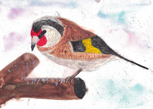 Goldfinch (Fineliners and Watercolor)